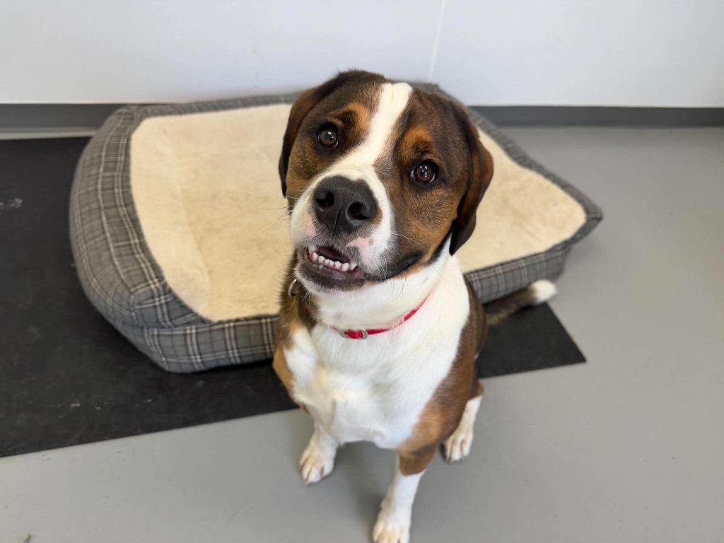 Enlarge Max, a Adoptable mixed breed in Raleigh, NC image 2/6