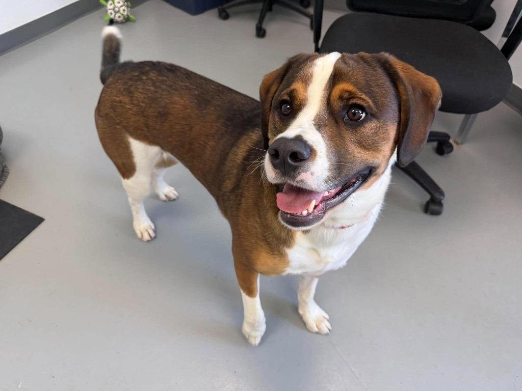 Enlarge Max, a Adoptable mixed breed in Raleigh, NC image 3/6