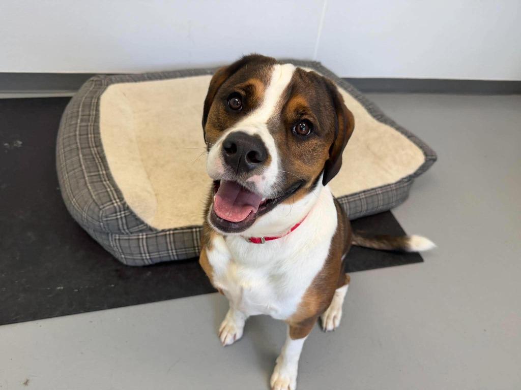Enlarge Max, a Adoptable mixed breed in Raleigh, NC image 4/6