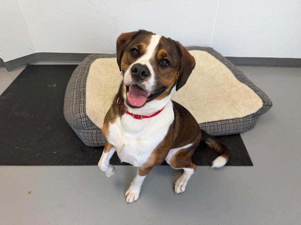 Enlarge Max, a Adoptable mixed breed in Raleigh, NC image 5/6