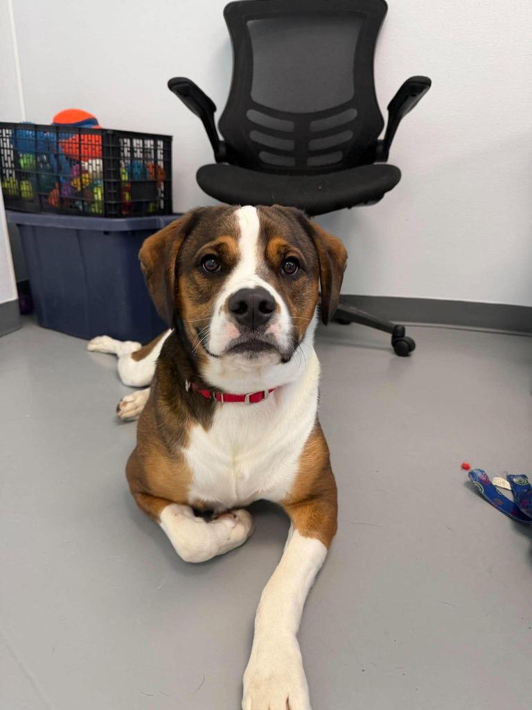 Enlarge Max, a Adoptable mixed breed in Raleigh, NC image 6/6