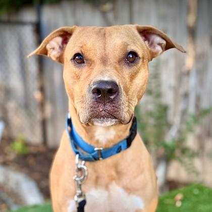 Enlarge Impala, a Adoptable mixed breed in Washington, DC image 1/3