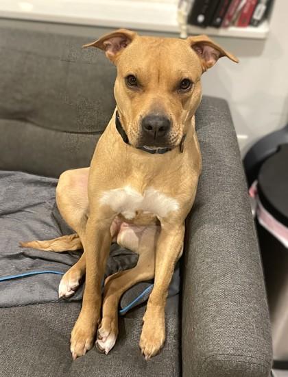 Impala, a Adoptable mixed breed in Washington, DC image 2/3
