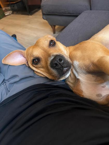 Impala, a Adoptable mixed breed in Washington, DC image 1/3