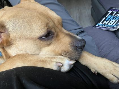 Impala, Adoptable, Adult Female Mixed Breed & Mixed Breed.