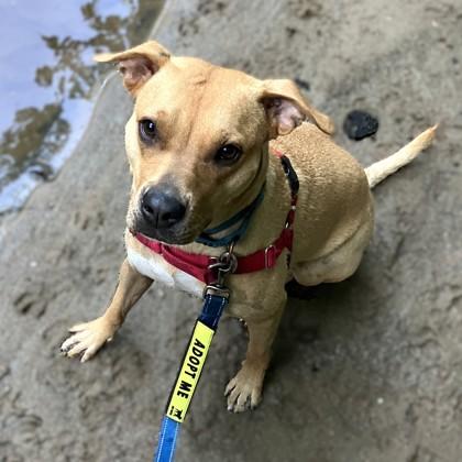 Impala, a Adoptable mixed breed in Washington, DC image 2/3