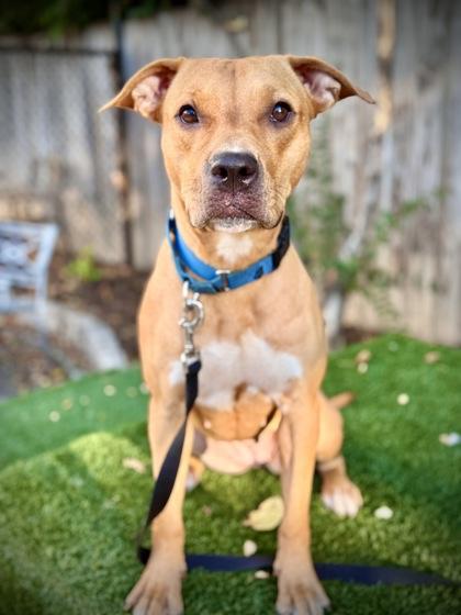 Impala, a Adoptable mixed breed in Washington, DC image 1/3