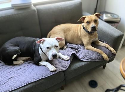 Impala, a Adoptable mixed breed in Washington, DC image 3/3
