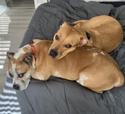 Enlarge Impala, a Adoptable mixed breed in Washington, DC image 2/3