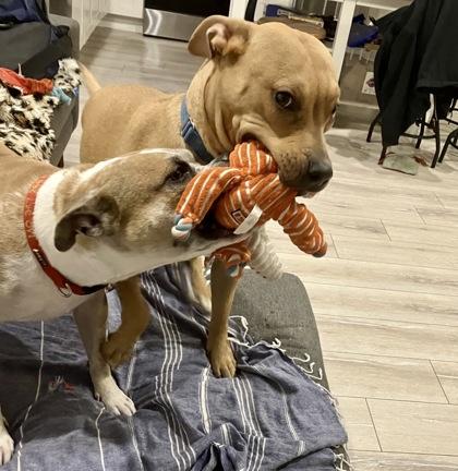 Enlarge Impala, a Adoptable mixed breed in Washington, DC image 3/3