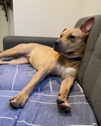 Enlarge Impala, a Adoptable mixed breed in Washington, DC image 3/3