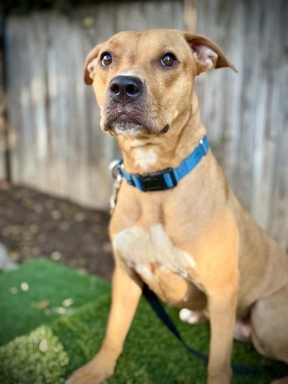 Impala, a Adoptable mixed breed in Washington, DC image 2/3