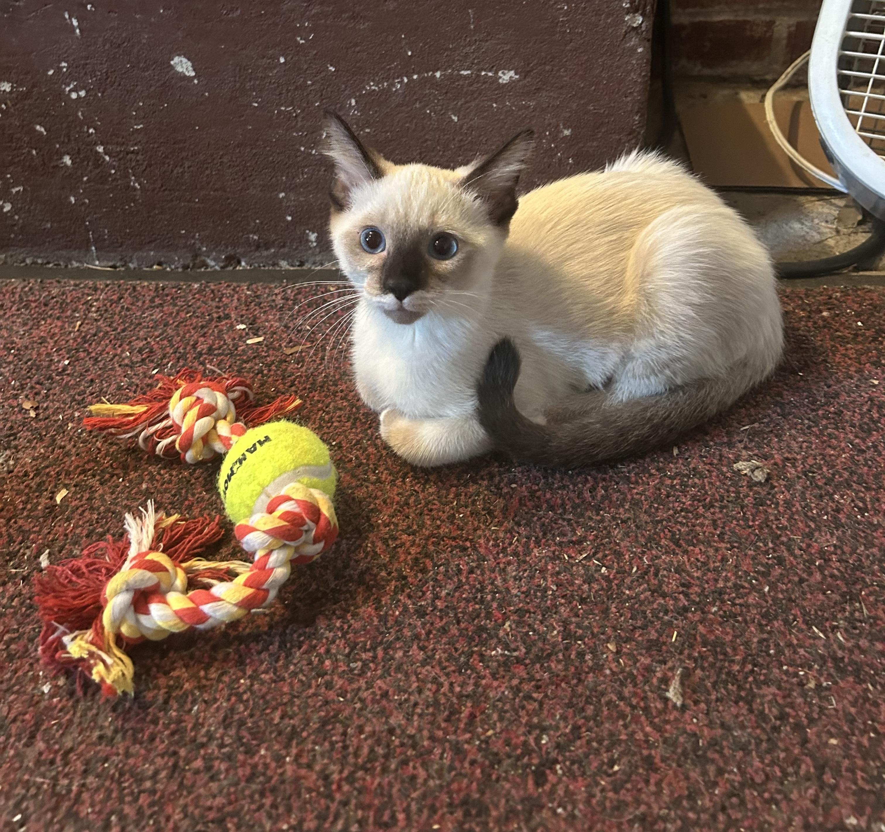 Enlarge Pria, a Adopted Domestic Short Hair in Dyersburg, TN image 3/3