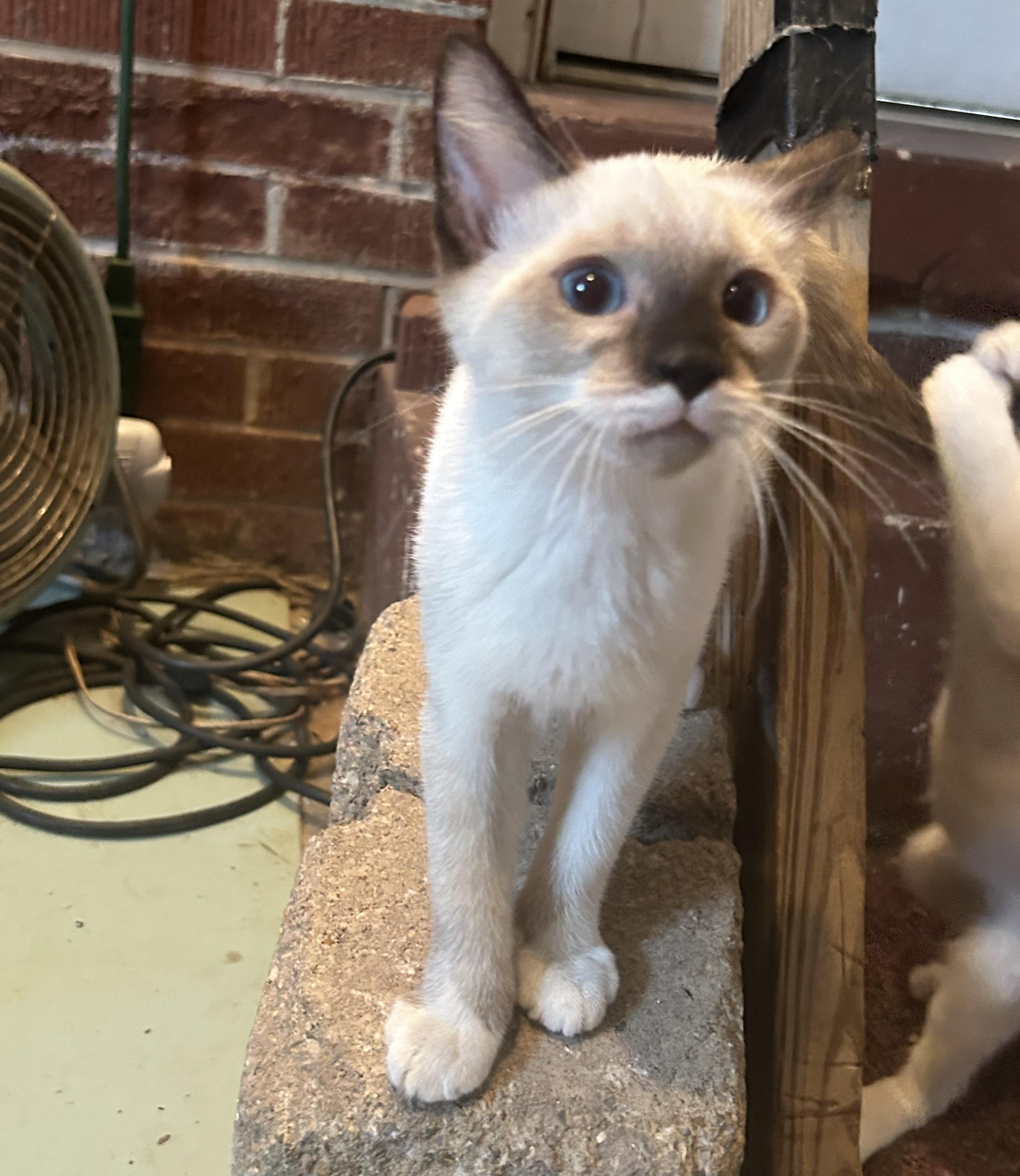Enlarge Pria, a Adopted Domestic Short Hair in Dyersburg, TN image 2/3