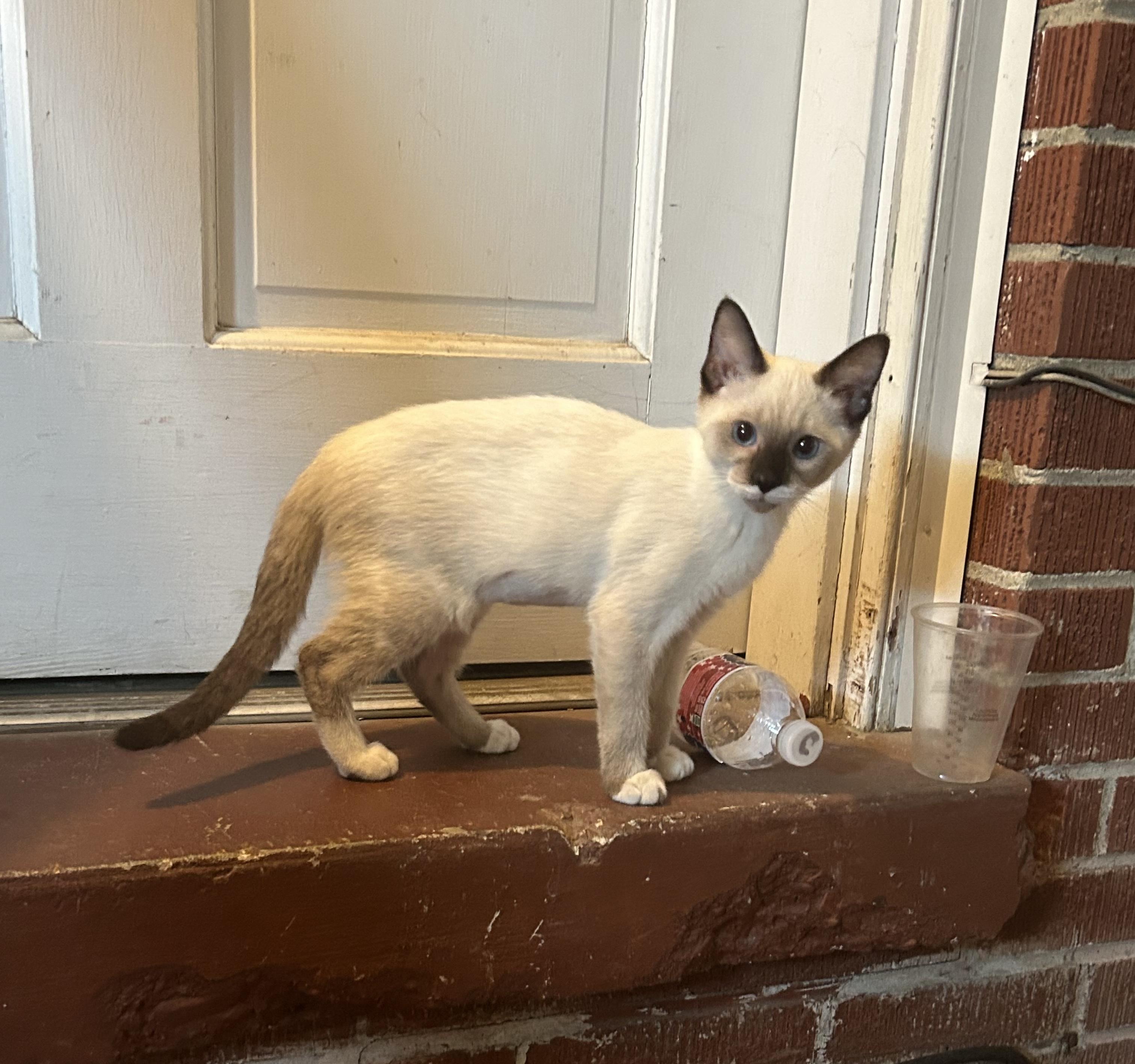 Pria, Adopted, Young Female Domestic Short Hair.