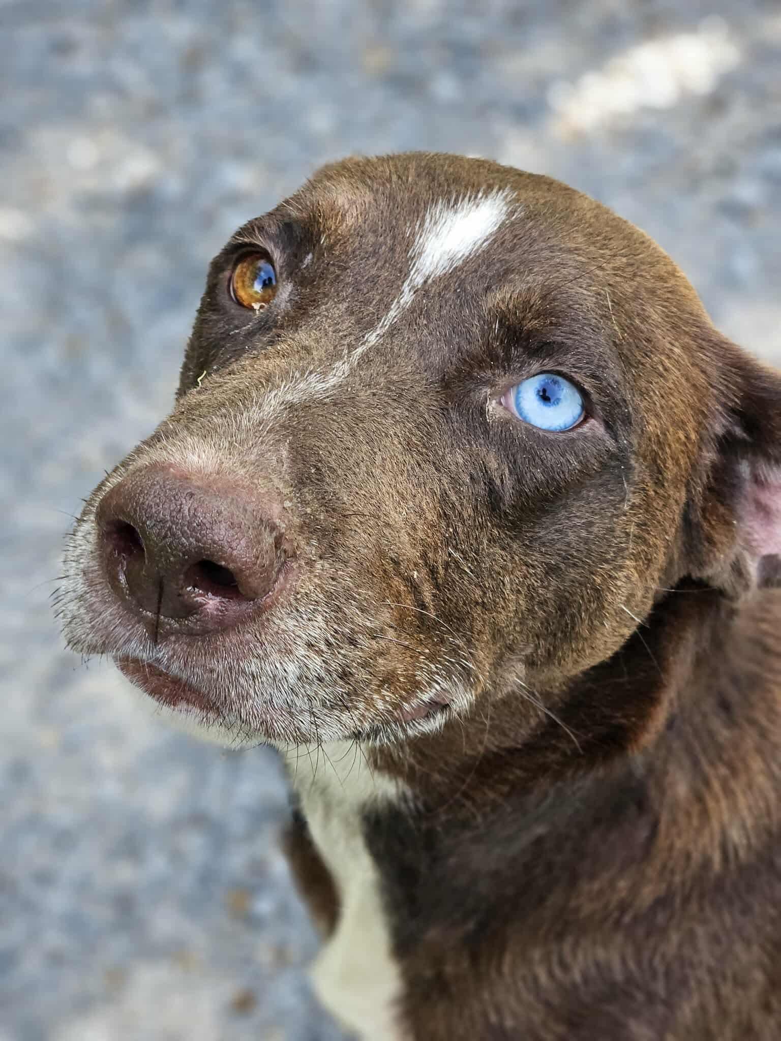 MYA