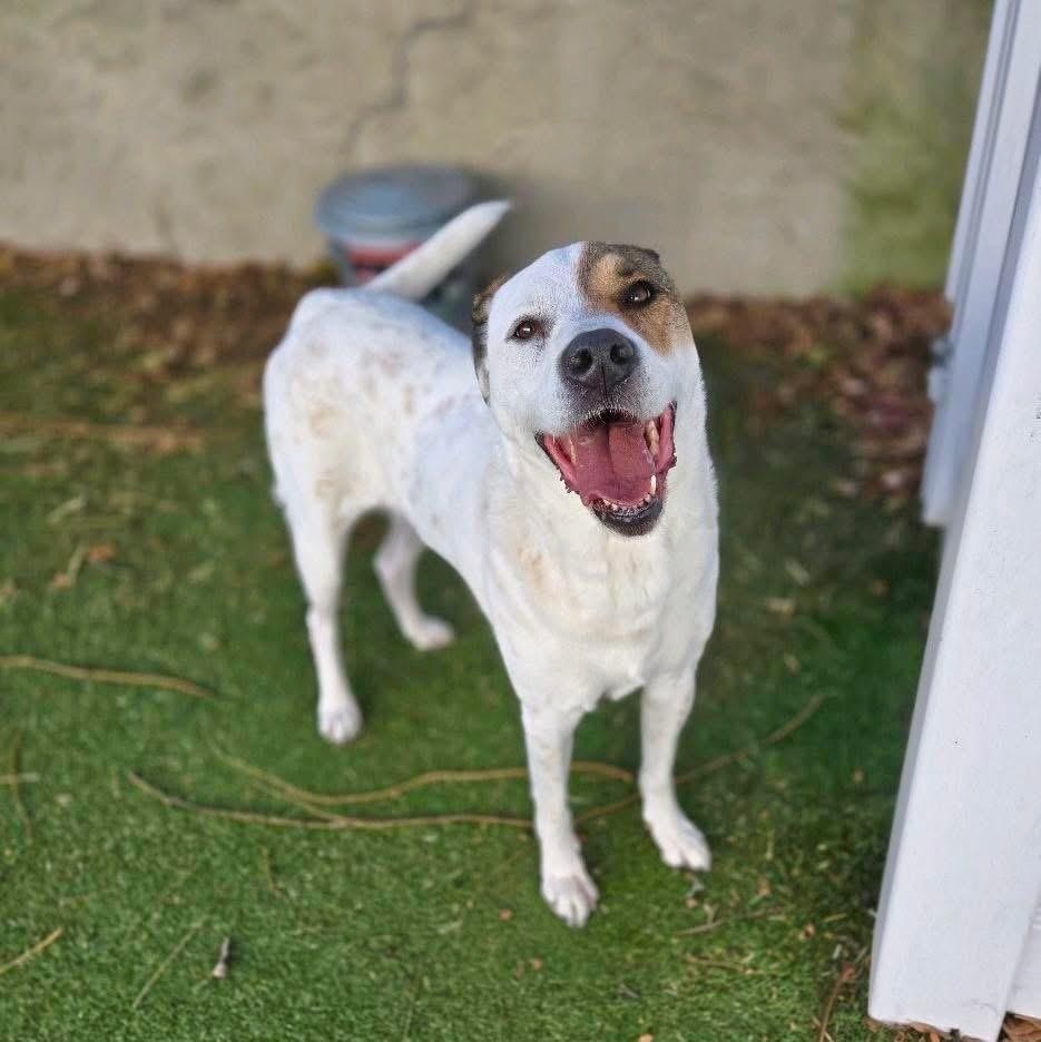 Princess, Adoptable, Adult Female Mixed Breed.