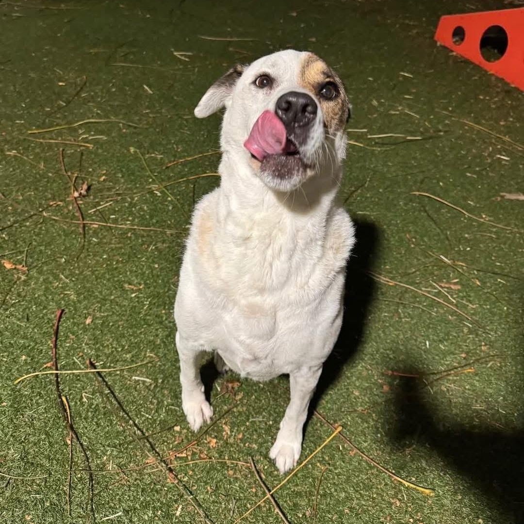 Princess, a Adoptable Mixed Breed in Yaphank, NY image 2/5