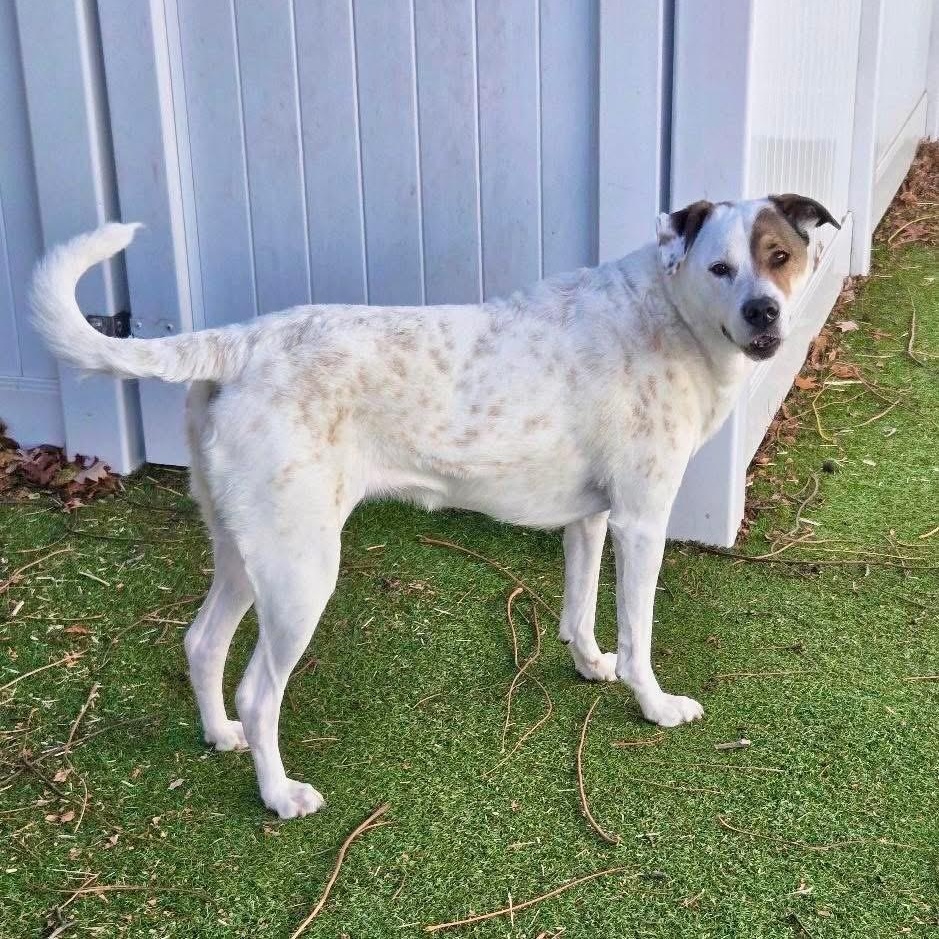 Princess, a Adoptable Mixed Breed in Yaphank, NY image 3/5