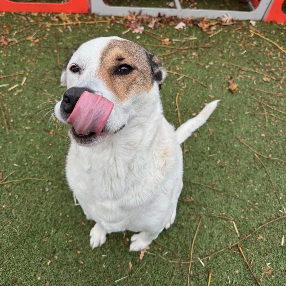 Princess, a Adoptable Mixed Breed in Yaphank, NY image 4/5