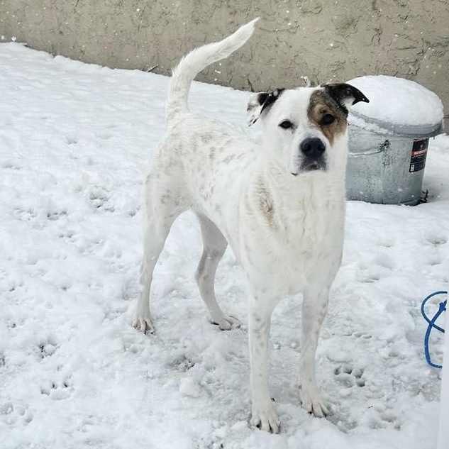 Enlarge Princess, a Adoptable Mixed Breed in Yaphank, NY image 3/6