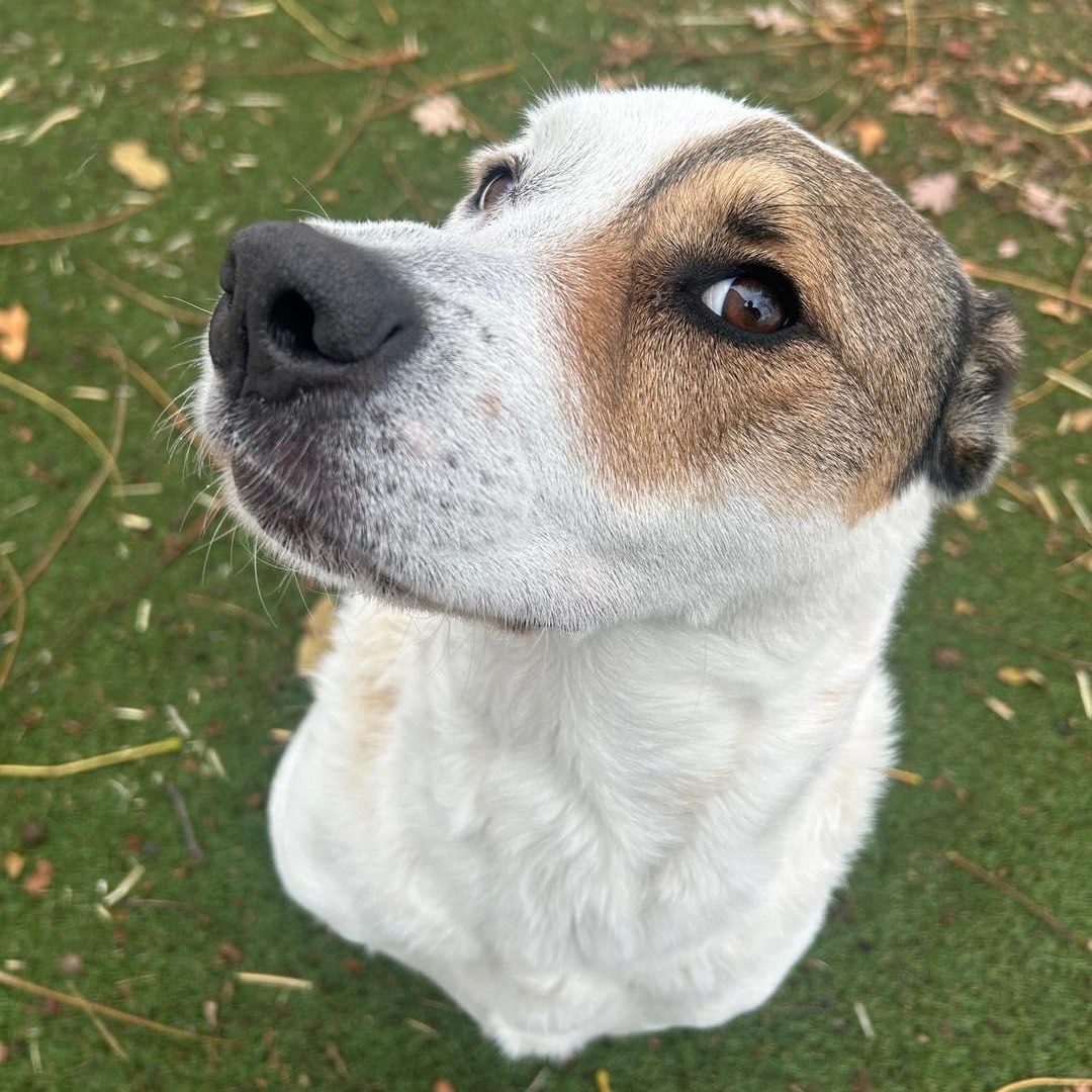 Enlarge Princess, a Adoptable Mixed Breed in Yaphank, NY image 4/6