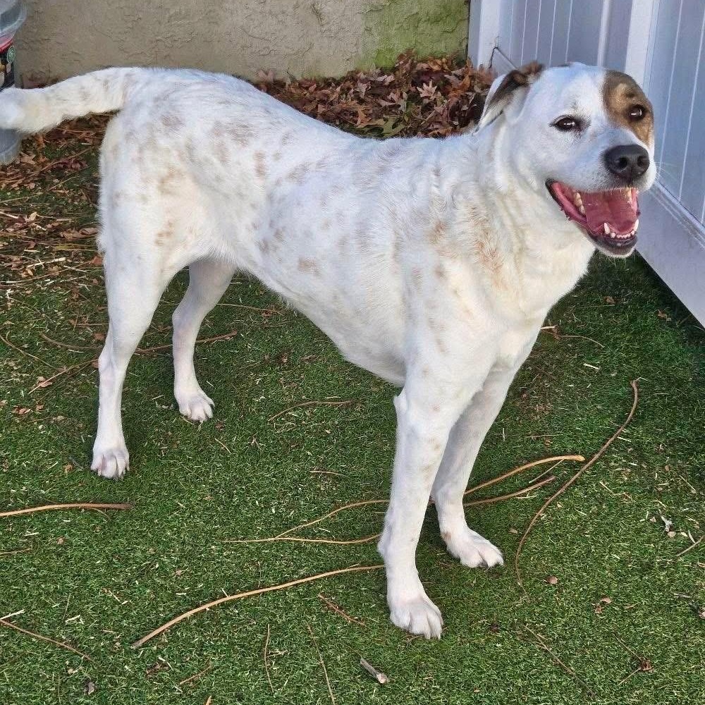 Princess, a Adoptable Mixed Breed in Yaphank, NY image 5/5