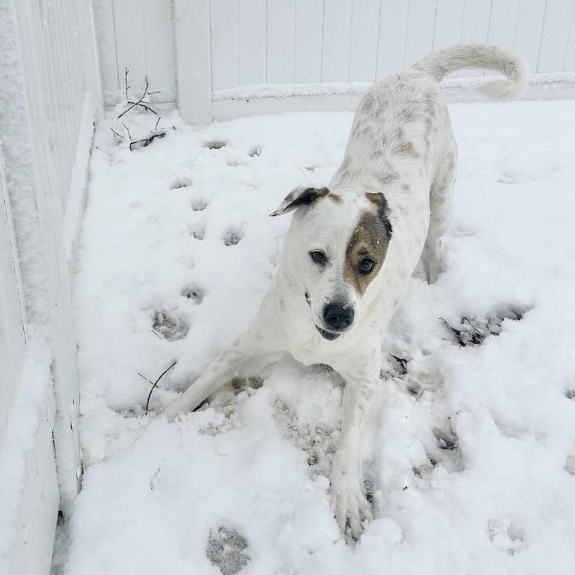 Enlarge Princess, a Adoptable Mixed Breed in Yaphank, NY image 6/6