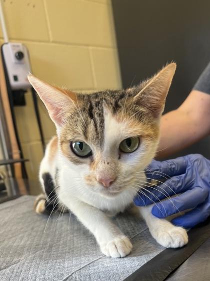 Enlarge Lady Marmalade, a Adoptable mixed breed in Sanford, FL image 1/1