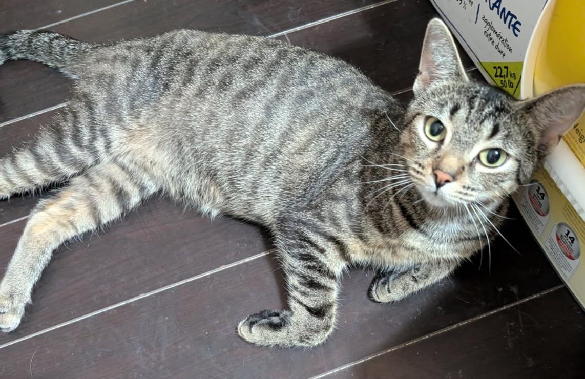 Sadie 1yr, Adoptable, Young Female Tabby.