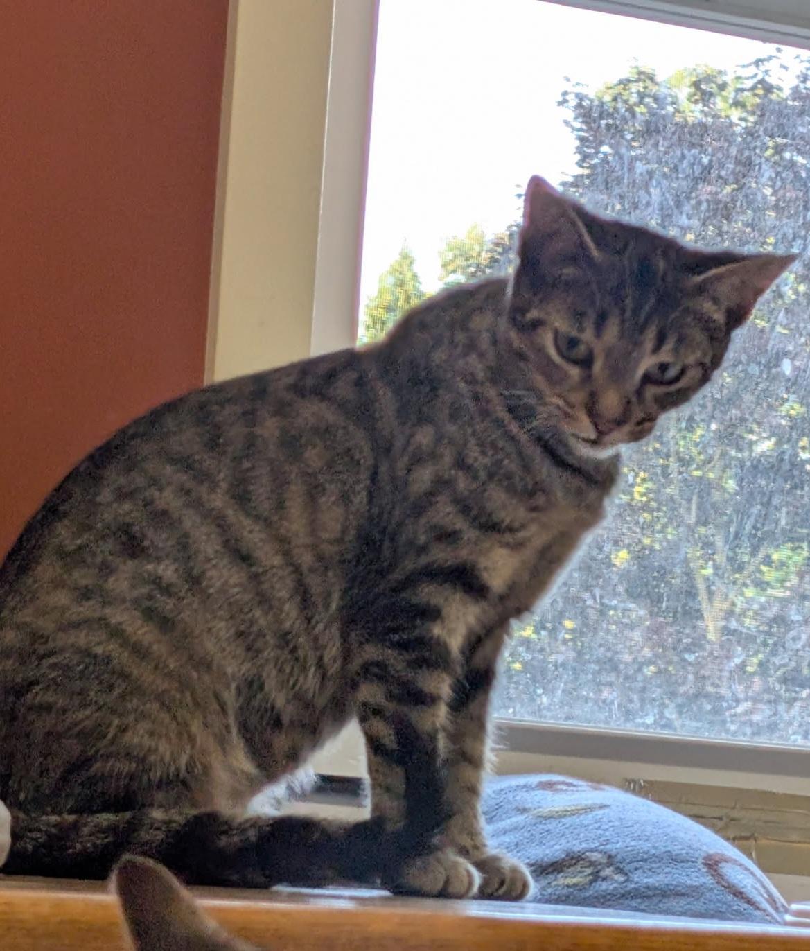 Sadie 1yr, a Adoptable Tabby image 3/4