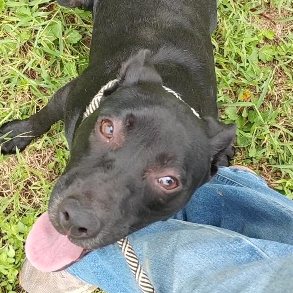 Enlarge Demetri P46331, a Adoptable mixed breed in Corsicana, TX image 1/4