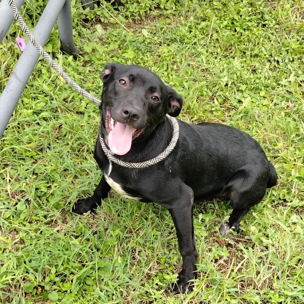 Enlarge Demetri P46331, a Adoptable mixed breed in Corsicana, TX image 2/4