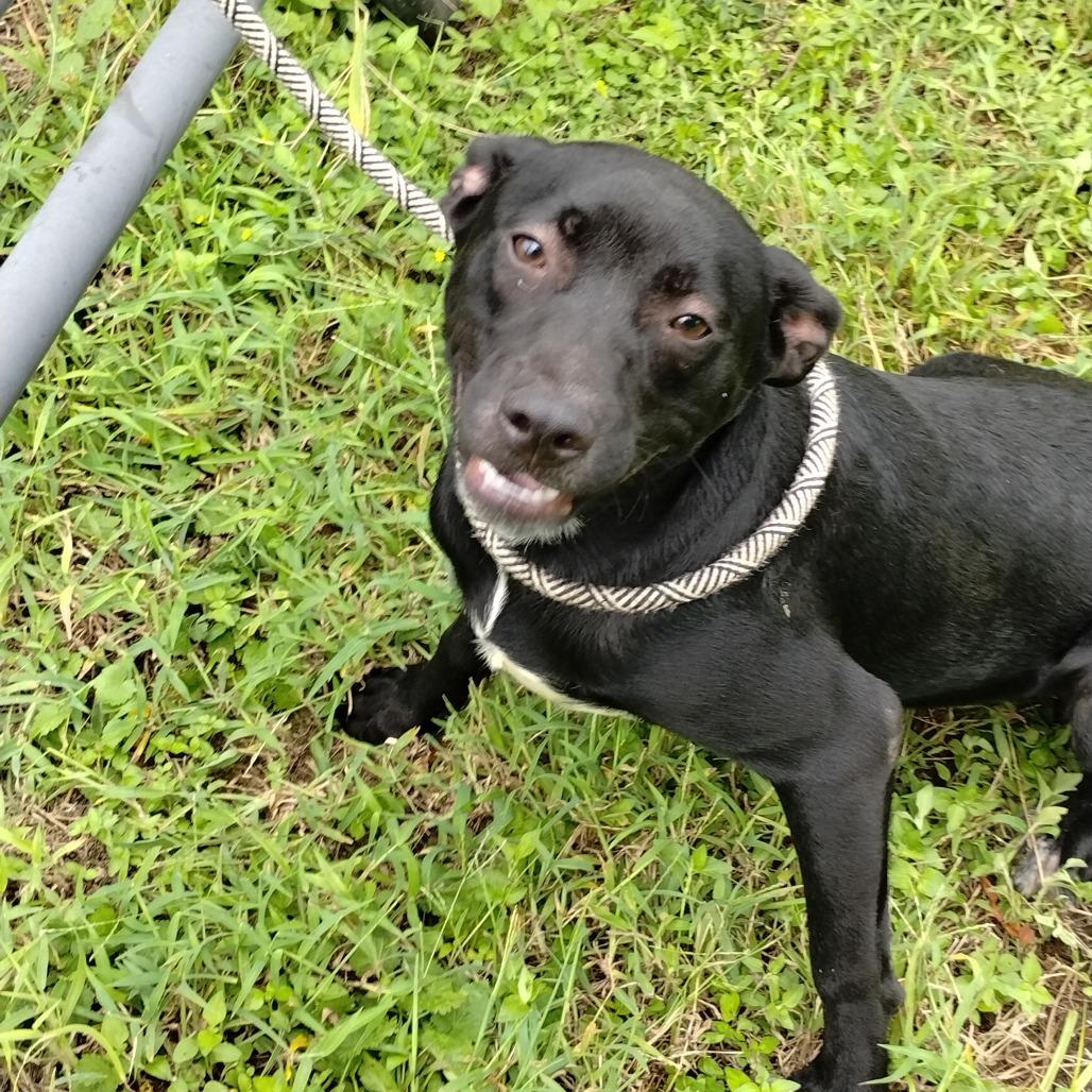 Enlarge Demetri P46331, a Adoptable mixed breed in Corsicana, TX image 3/4