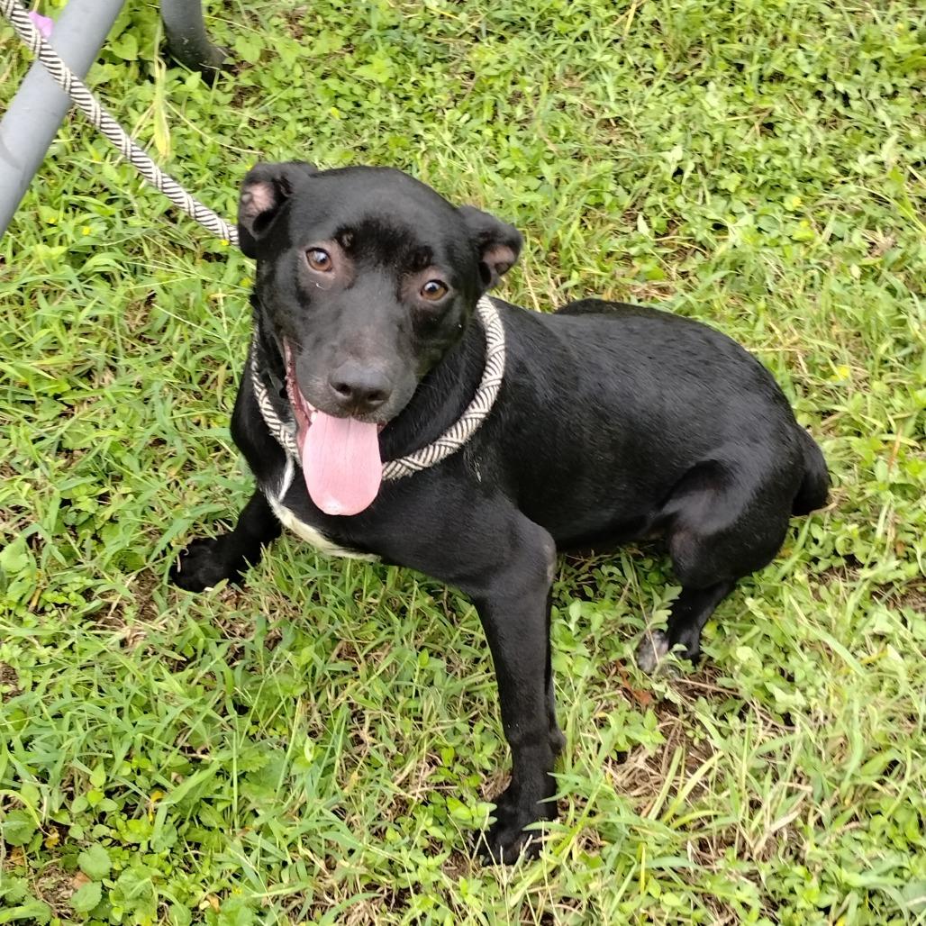 Enlarge Demetri P46331, a Adoptable mixed breed in Corsicana, TX image 4/4