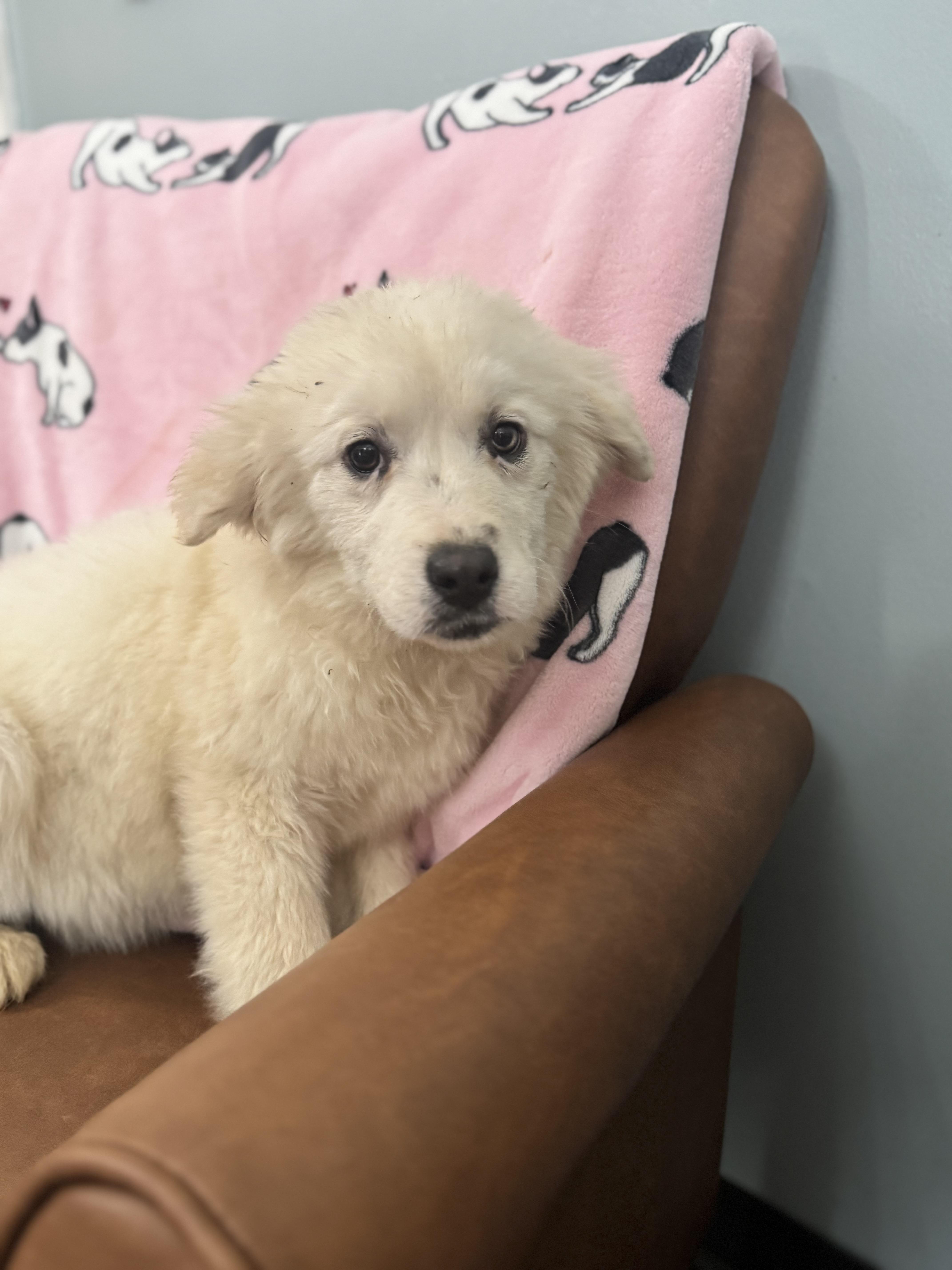 Hera , adoptable, Puppy Female Great Pyrenees & Husky.