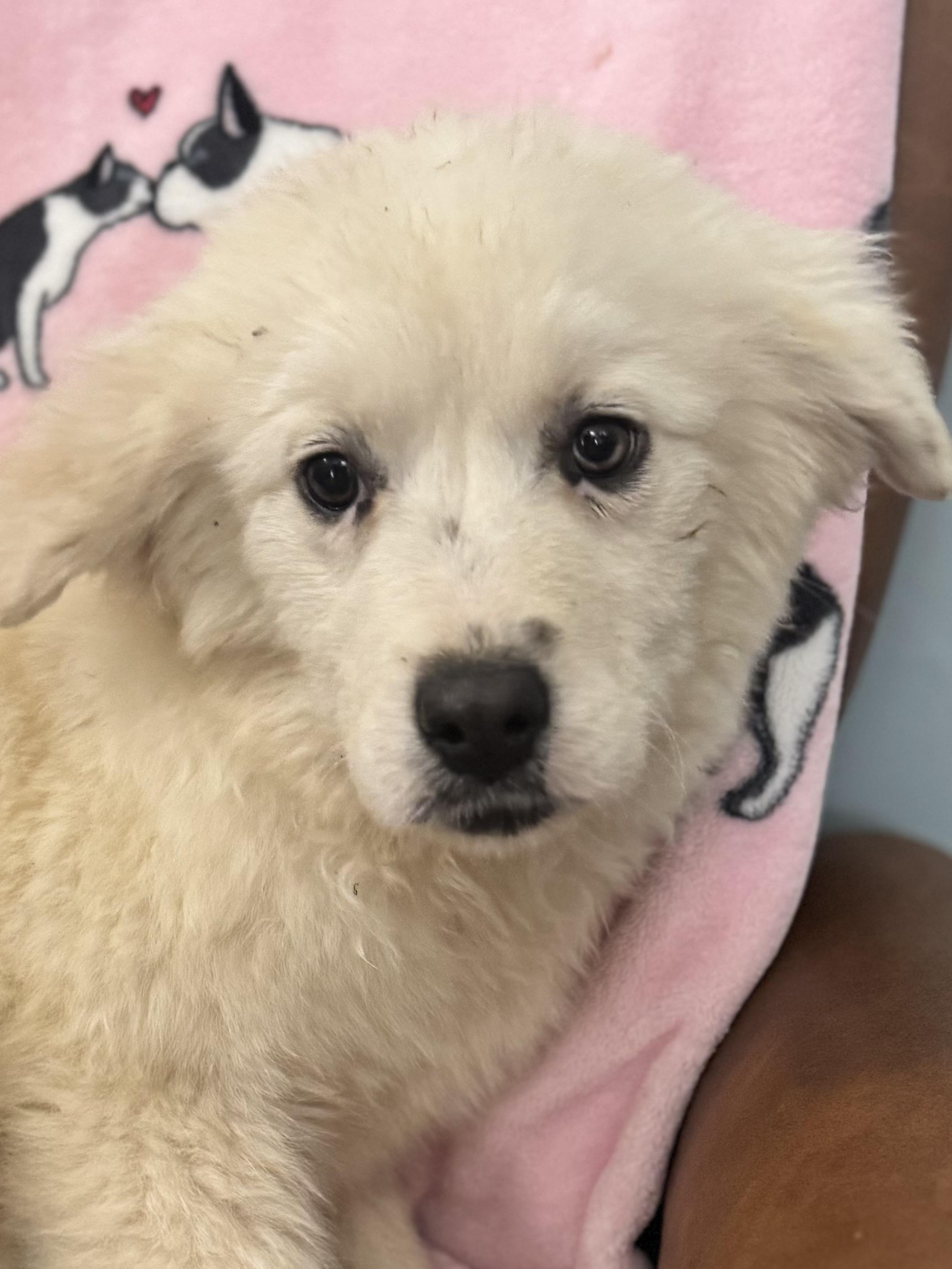 Enlarge Hera , an adoptable mixed breed in Sequatchie, TN image 2/3