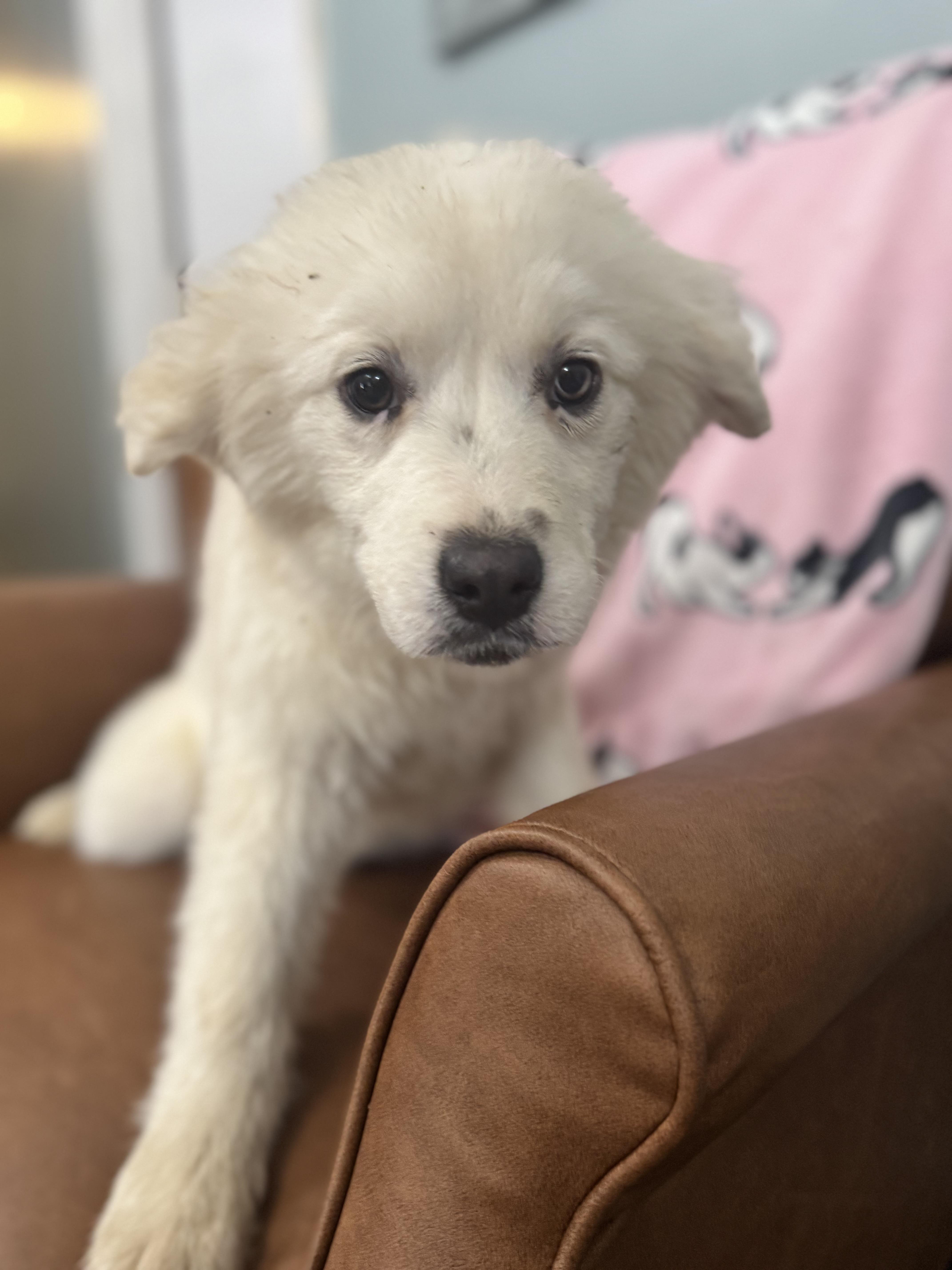 Enlarge Hera , an adoptable mixed breed in Sequatchie, TN image 3/3