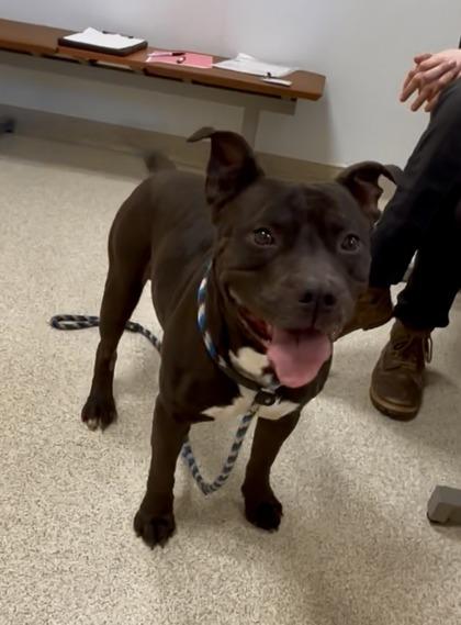 Louie — thumbnail 2