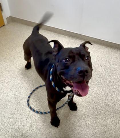 Louie — thumbnail 3