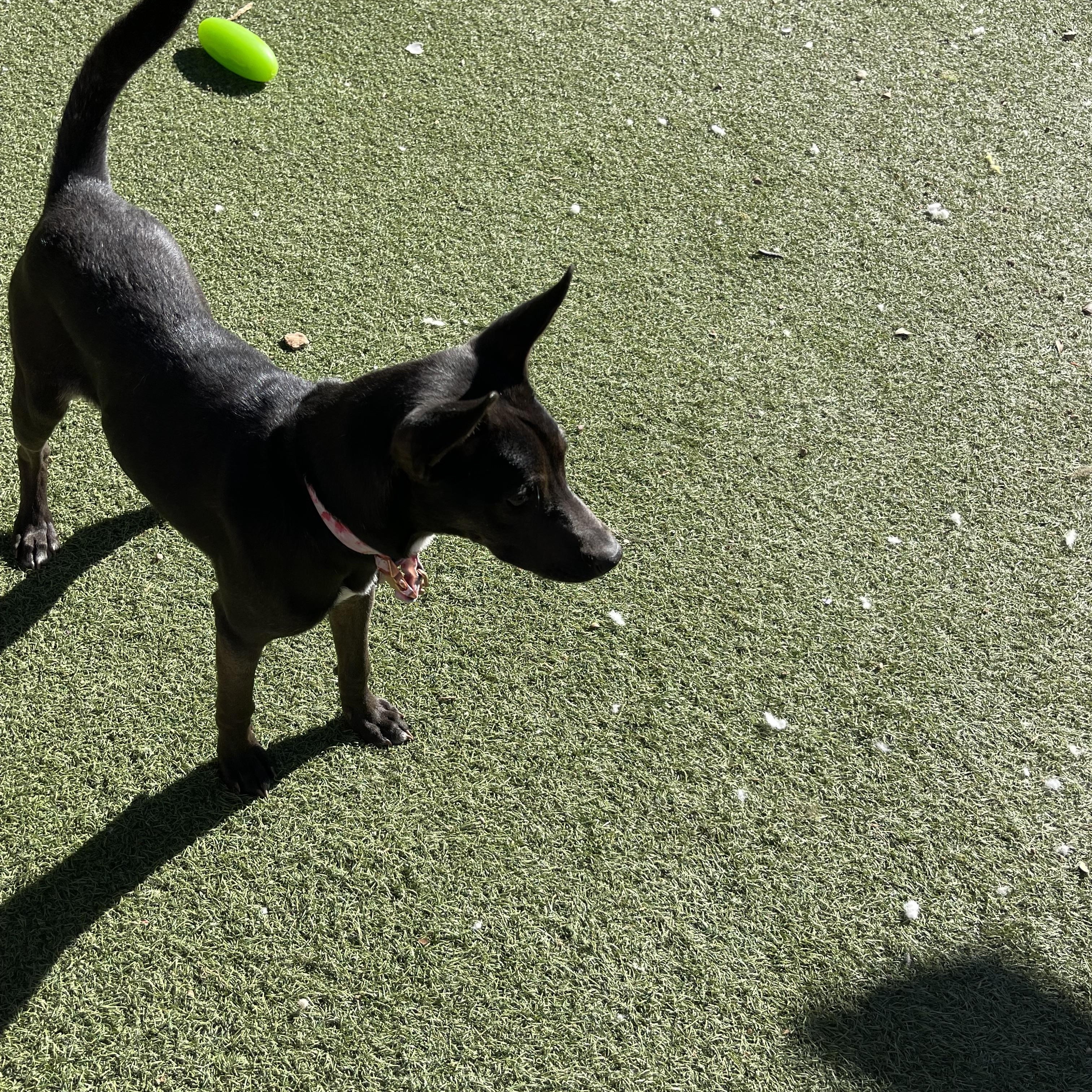 Ash, a ADOPTABLE mixed breed in Chandler, AZ image 6/6