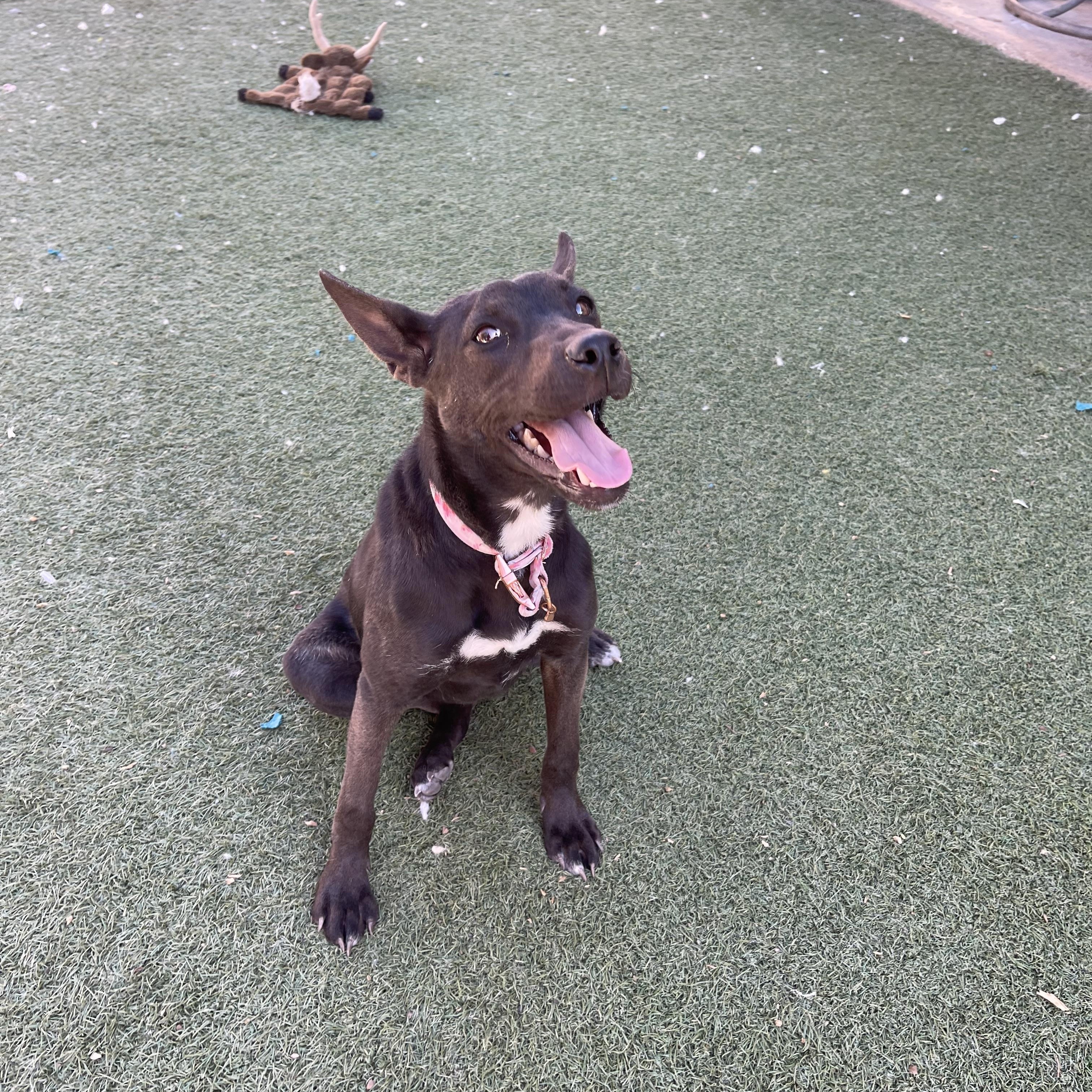 Ash, a ADOPTABLE mixed breed in Chandler, AZ image 5/6
