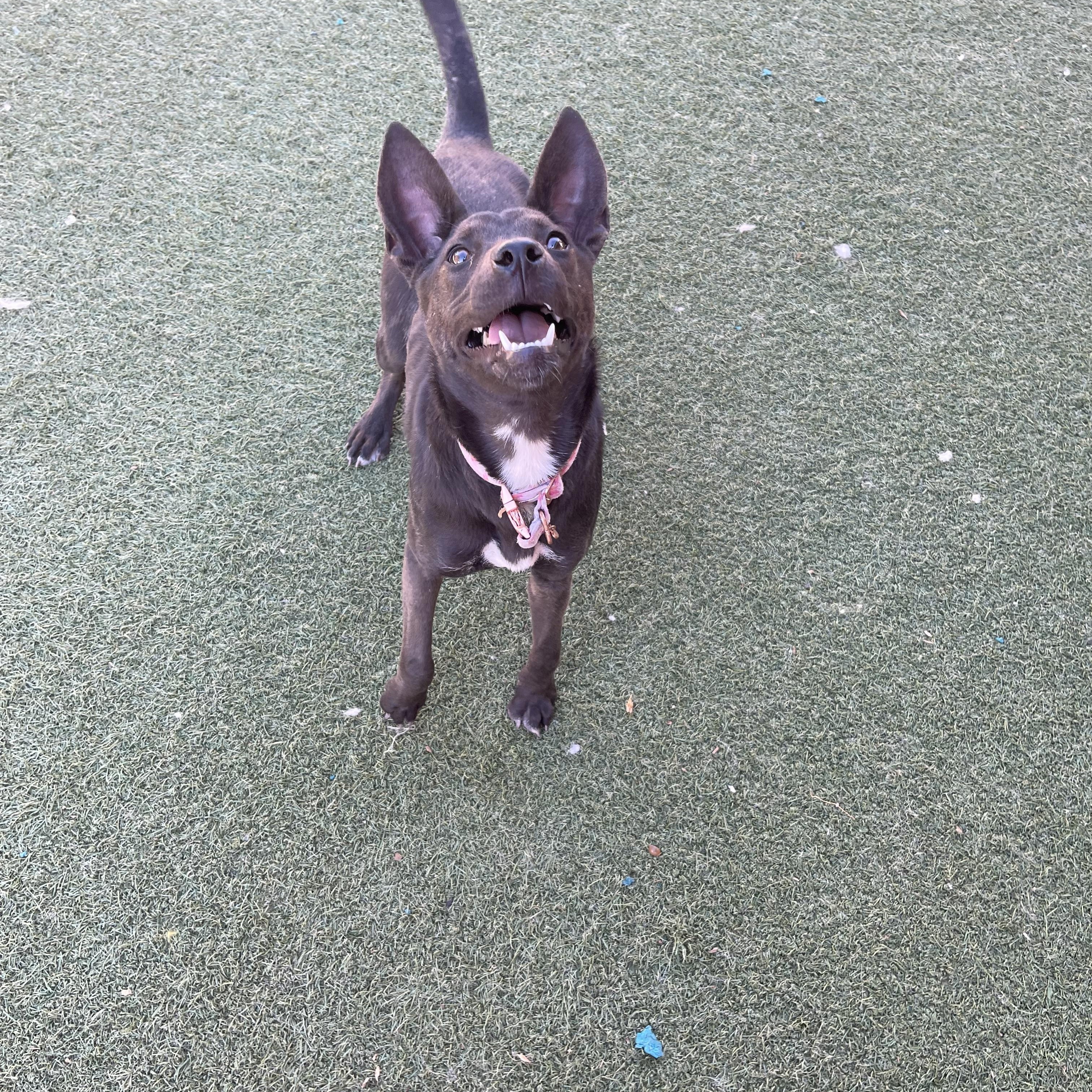Ash, a ADOPTABLE mixed breed in Chandler, AZ image 2/6