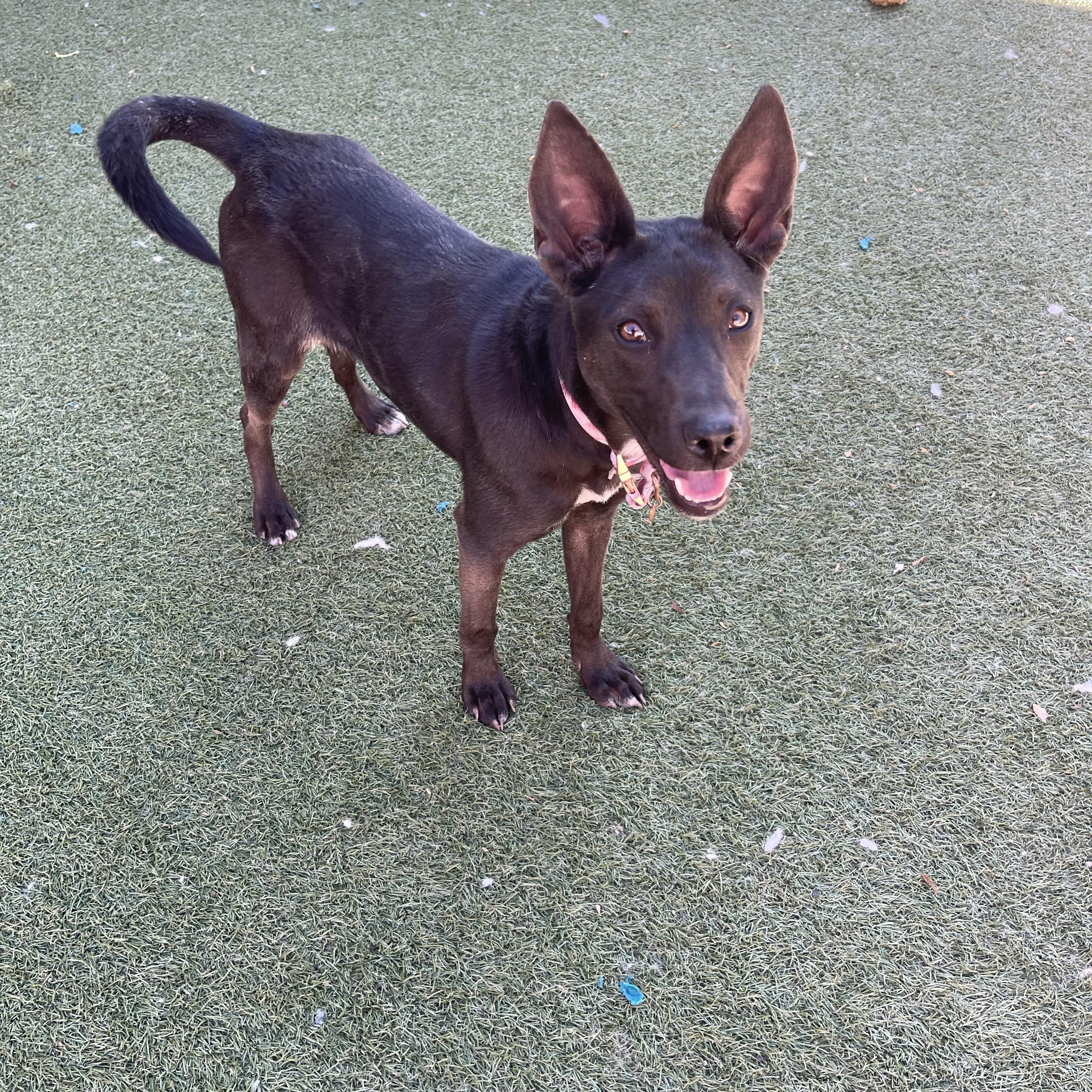Ash, a ADOPTABLE mixed breed in Chandler, AZ image 4/6