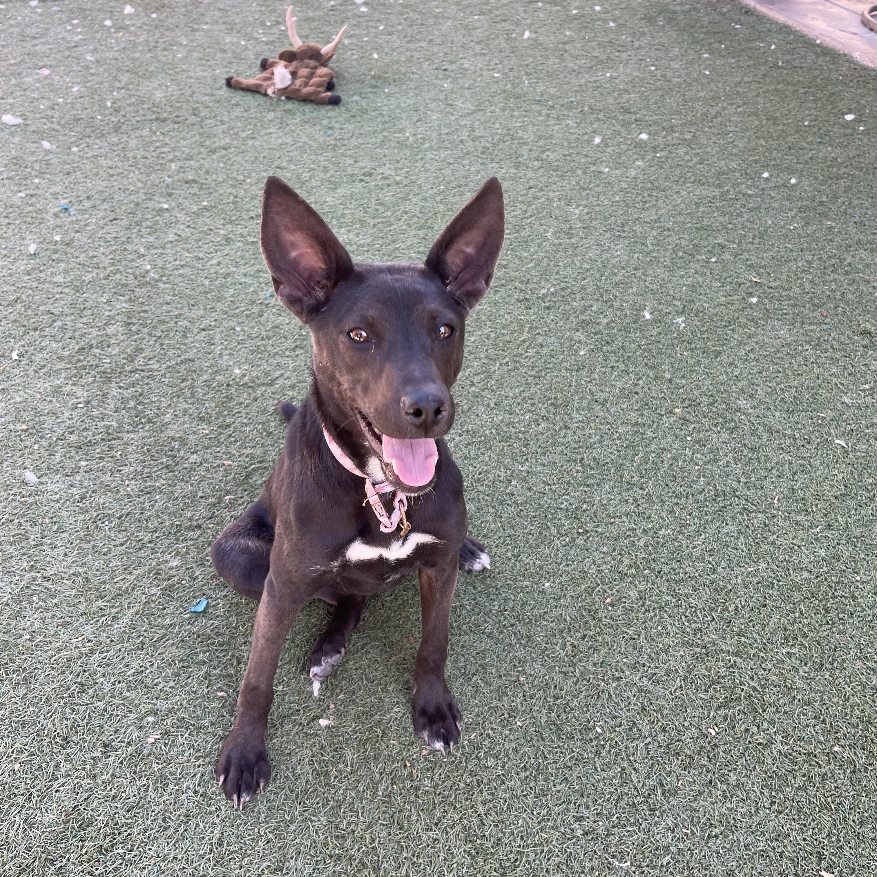 Ash, a ADOPTABLE mixed breed in Chandler, AZ image 3/6