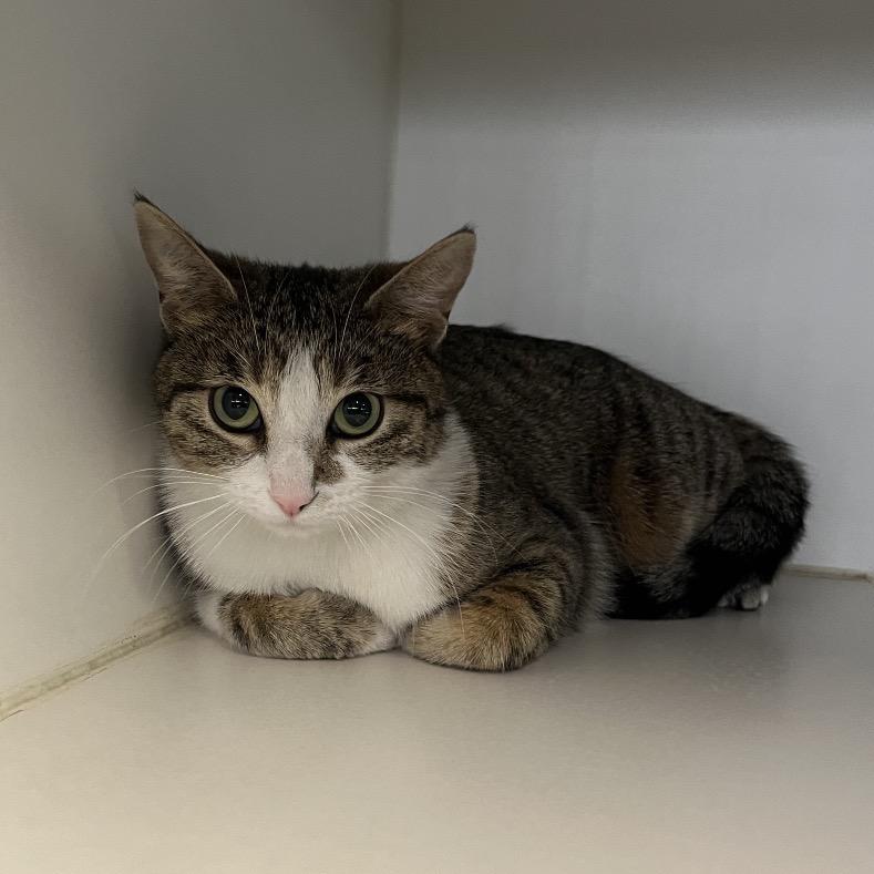 Enlarge Ana, a Adoptable Domestic Short Hair in Hinsdale, IL image 1/1