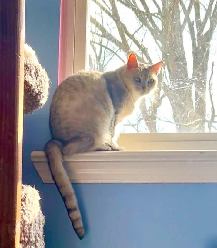 Enlarge Sasha and Oliver , a ADOPTABLE mixed breed in Fort Oglethorpe, GA image 3/6