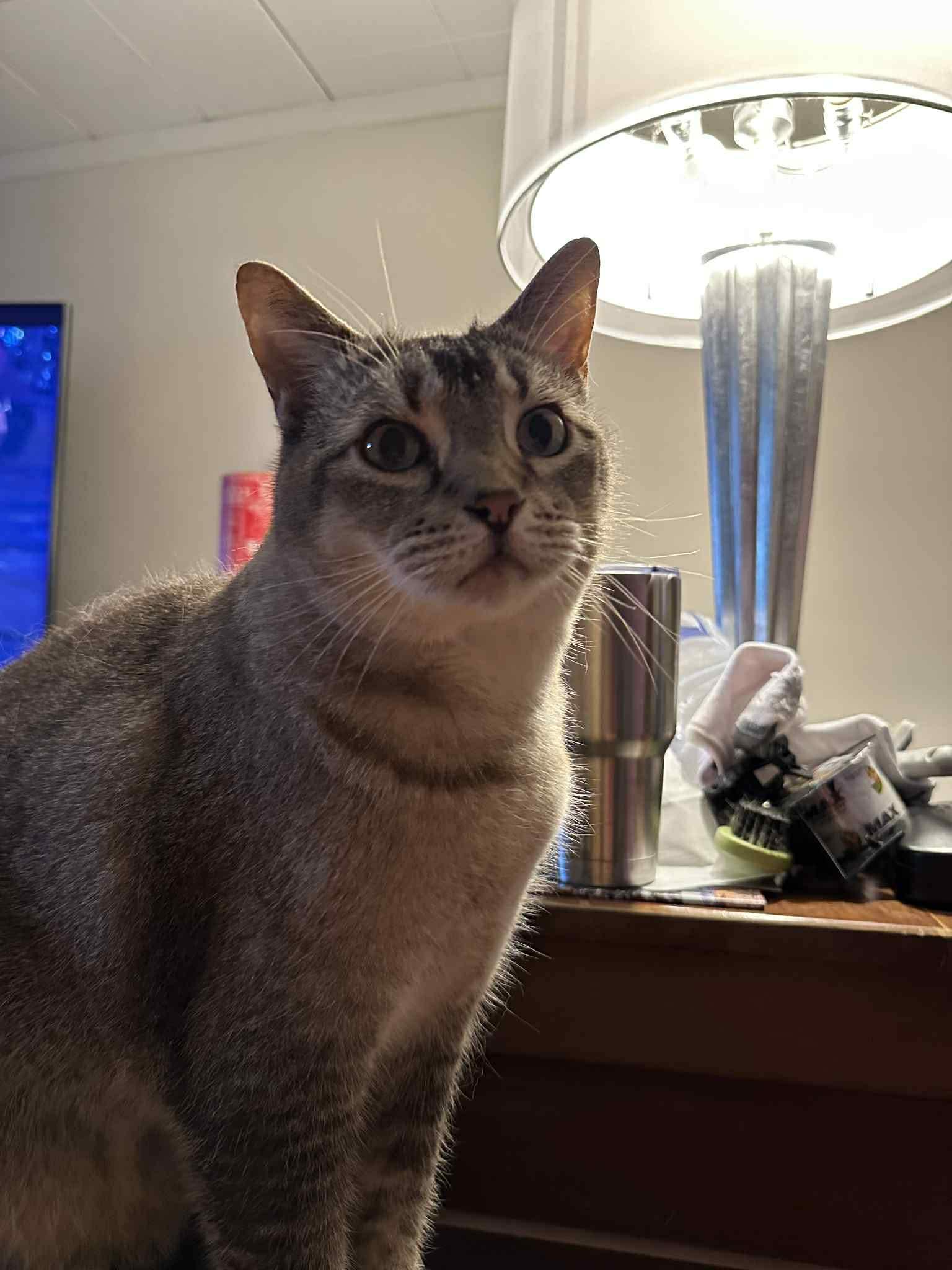 Enlarge Sasha and Oliver , a ADOPTABLE mixed breed in Fort Oglethorpe, GA image 2/6