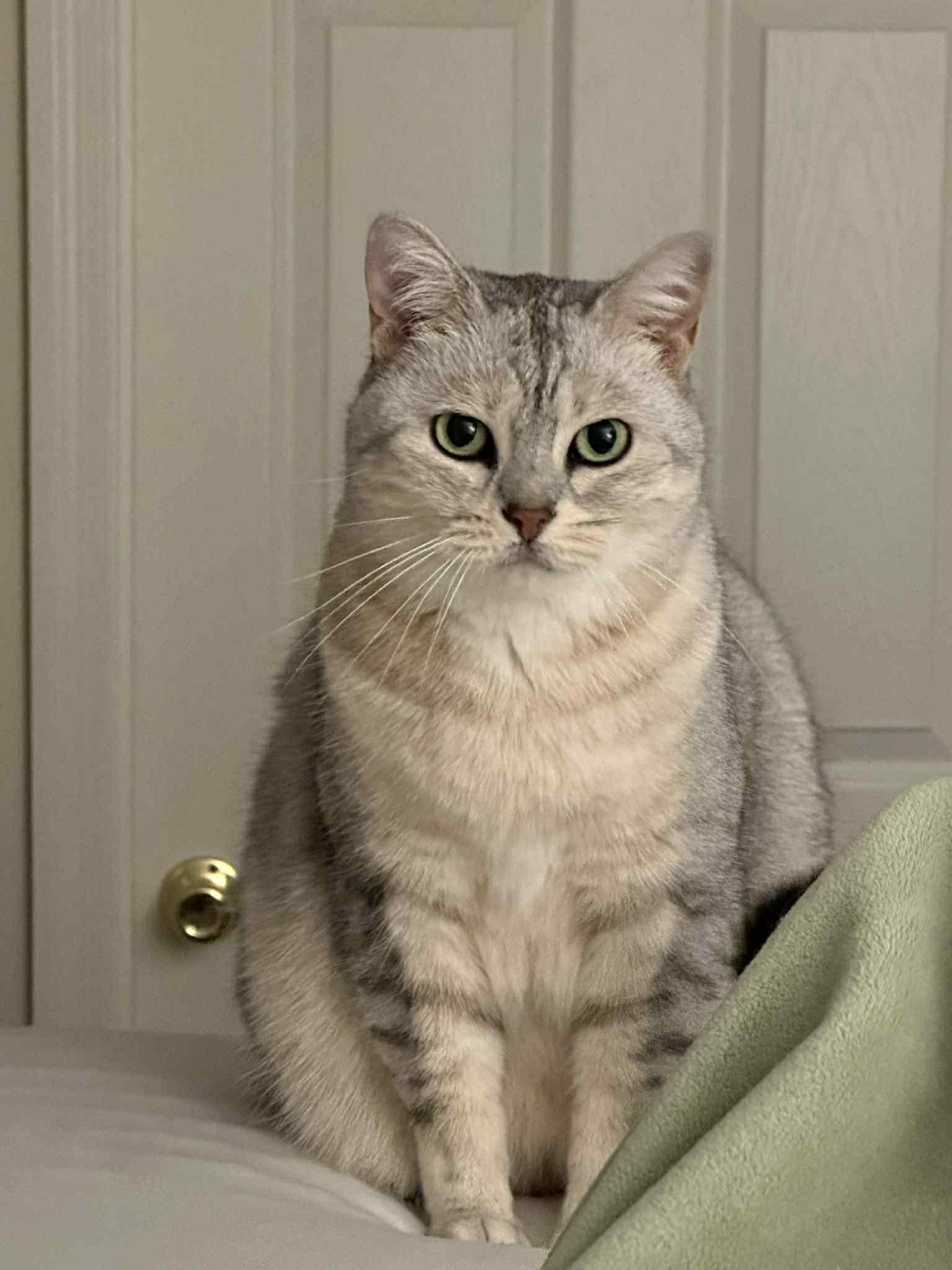 Enlarge Sasha and Oliver , a ADOPTABLE mixed breed in Fort Oglethorpe, GA image 6/6