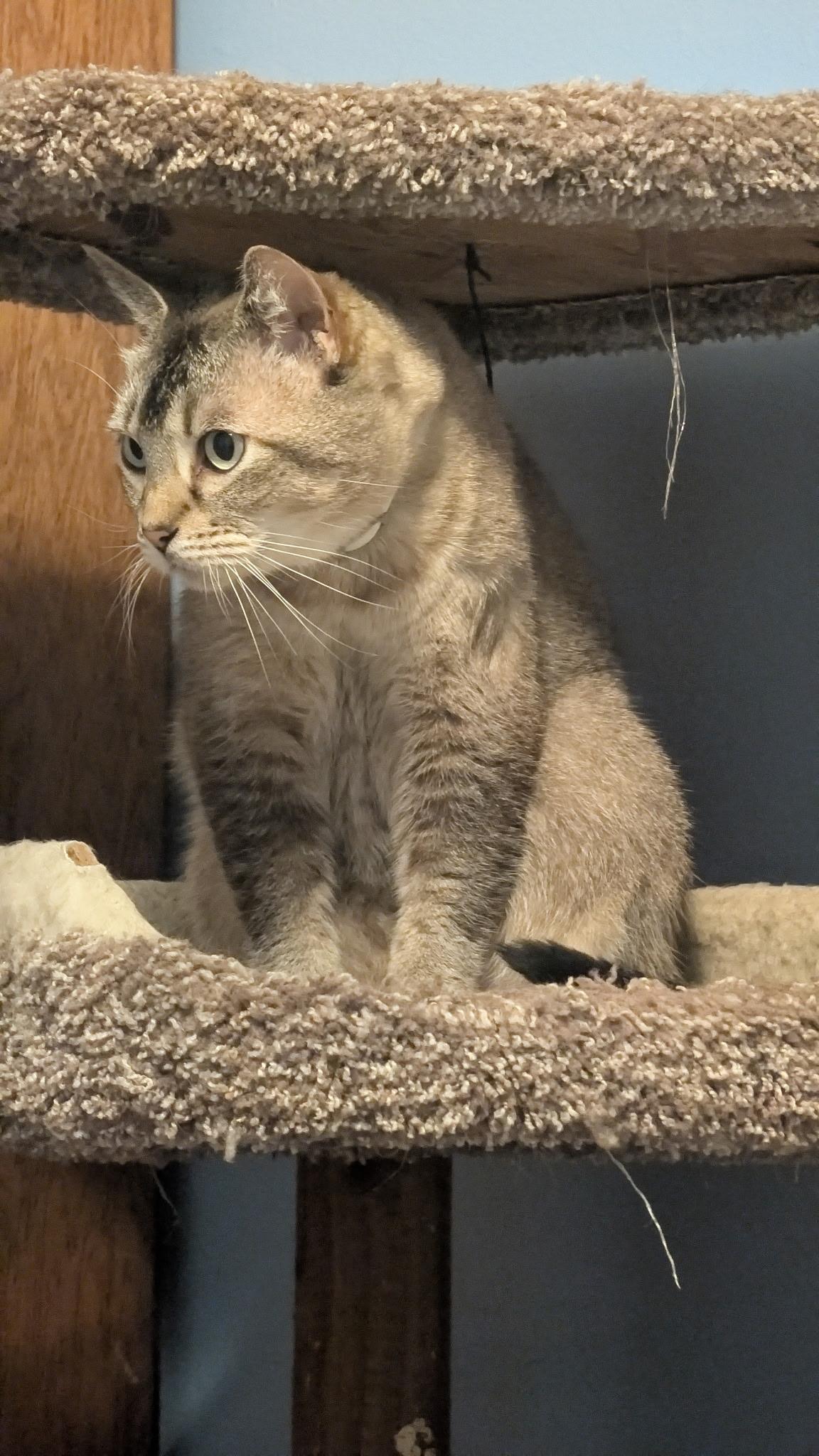 Enlarge Sasha and Oliver , a ADOPTABLE mixed breed in Fort Oglethorpe, GA image 5/6